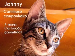 Gato raça srd idade 2 a 6 meses nome jhonny