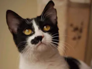 Gato raça SRD idade 7 a 11 meses nome Cookie