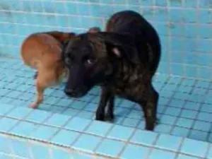 Cachorro raça Srd idade  nome Tigrado