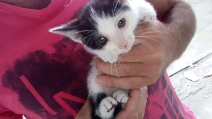 Gato raça srd idade 2 a 6 meses nome varios