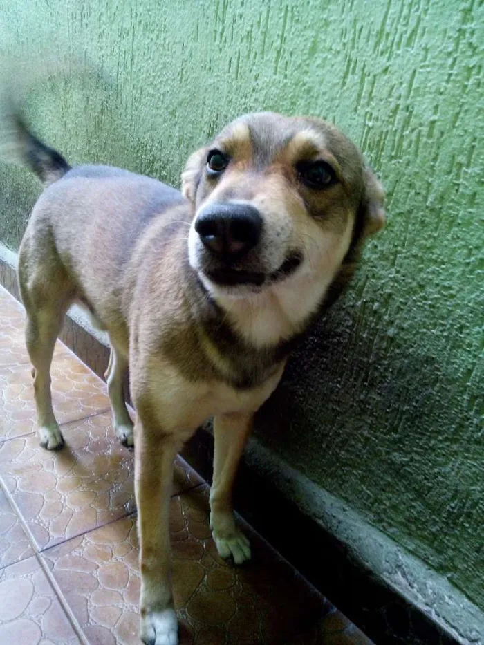 Cachorro raça Vira lata idade 4 anos nome BOLT
