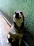 Cachorro raça Vira lata idade 4 anos nome BOLT