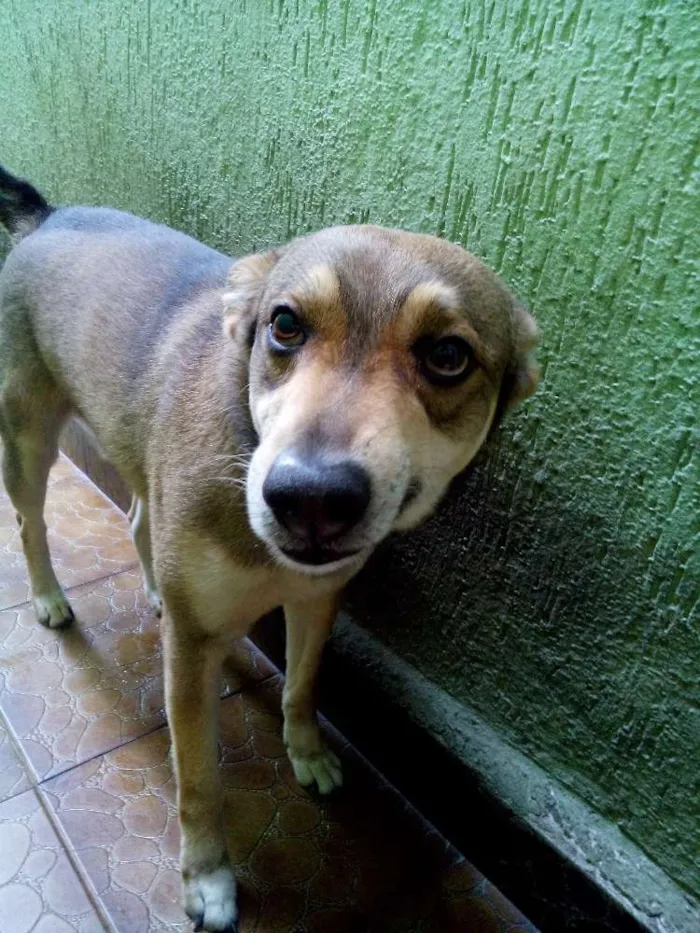 Cachorro raça Vira lata idade 4 anos nome BOLT
