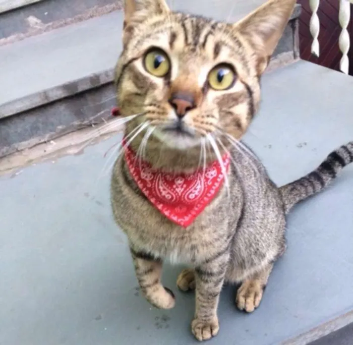 Gato ra a vira lata idade 1 ano nome Gato