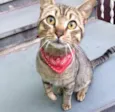 Gato