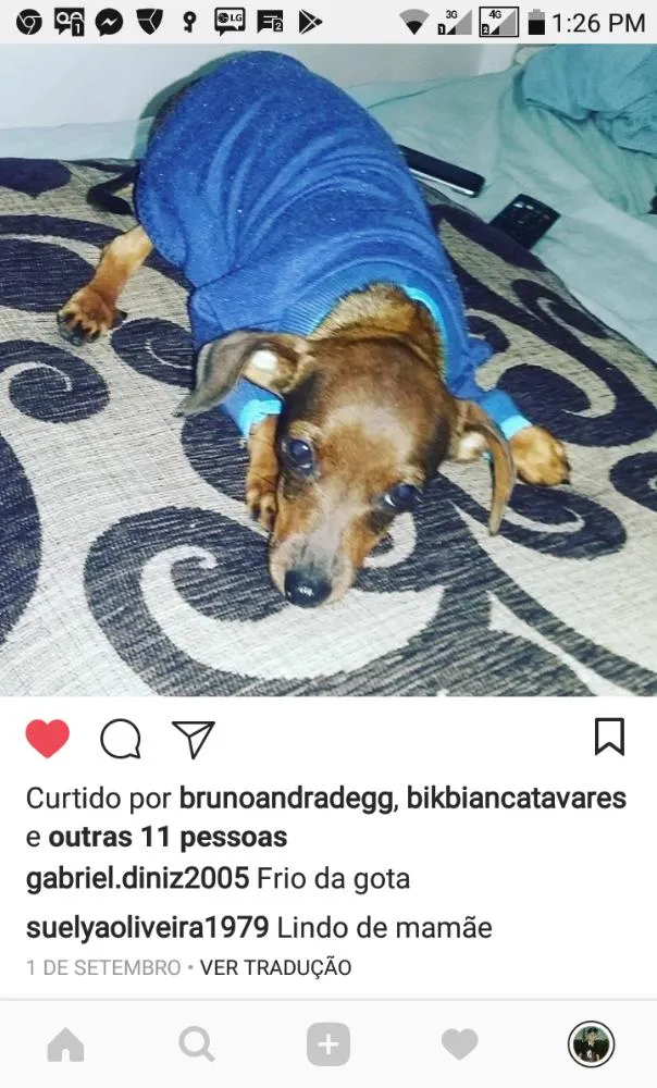 Cachorro ra a Pinscher idade 7 a 11 meses nome Rambo