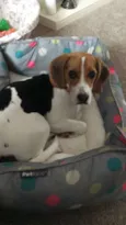 Bella