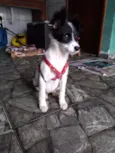 Clarinha
