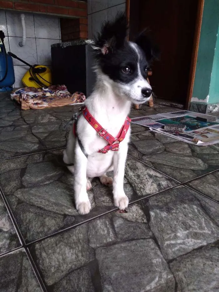 Cachorro ra a Srd idade 2 a 6 meses nome Clarinha