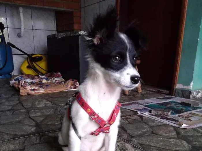 Cachorro ra a Srd idade 2 a 6 meses nome Clarinha