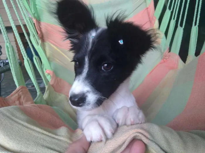 Cachorro ra a Srd idade 2 a 6 meses nome Clarinha