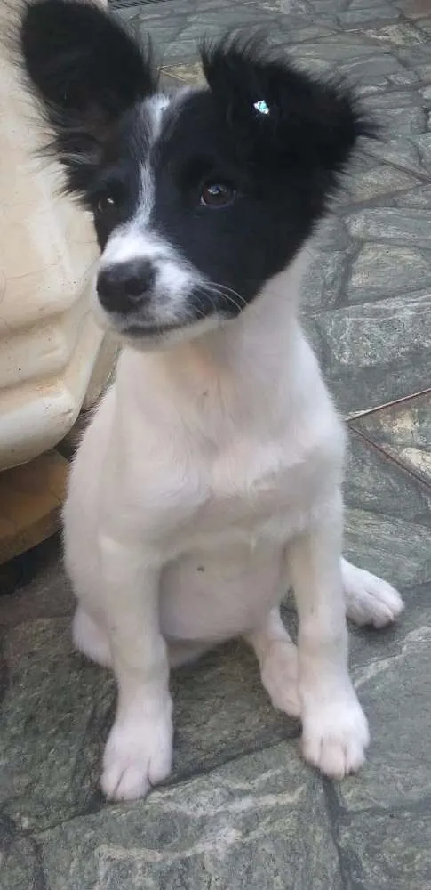Cachorro ra a Srd idade 2 a 6 meses nome Clarinha