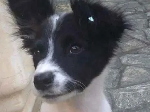 Cachorro ra a Srd idade 2 a 6 meses nome Clarinha