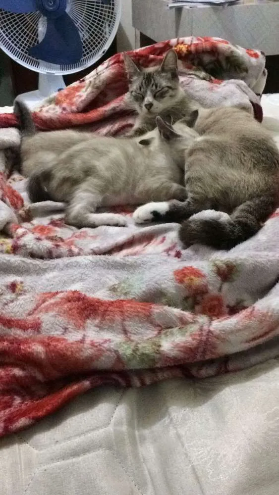 Gato raça  idade Abaixo de 2 meses nome Nao tem nome 