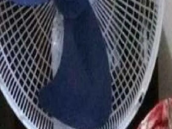 Gato raça  idade Abaixo de 2 meses nome Nao tem nome 