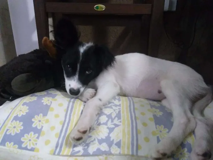 Cachorro ra a Srd idade 2 a 6 meses nome Clarinha
