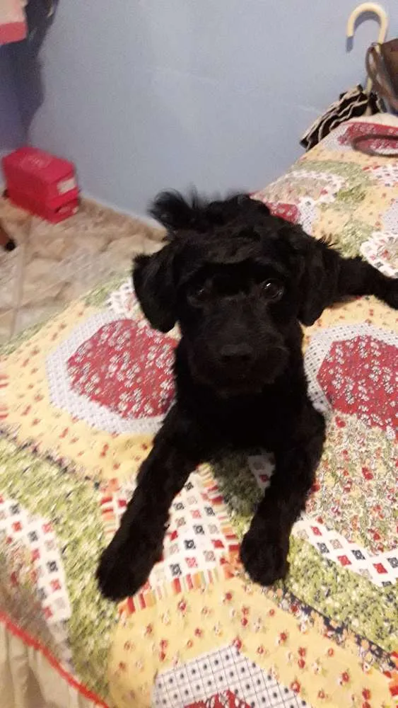 Cachorro ra a Podle idade 7 a 11 meses nome Tedy