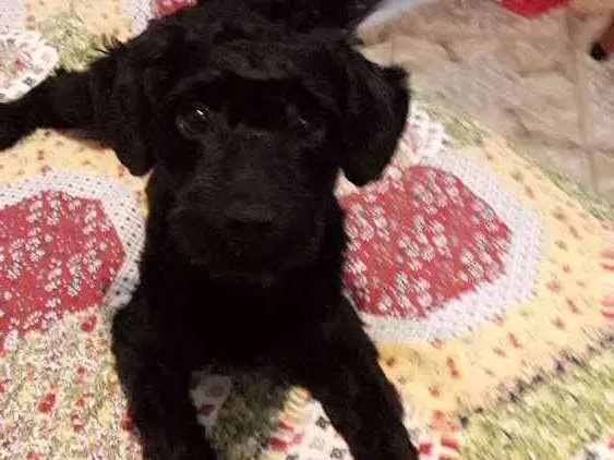 Cachorro ra a Podle idade 7 a 11 meses nome Tedy
