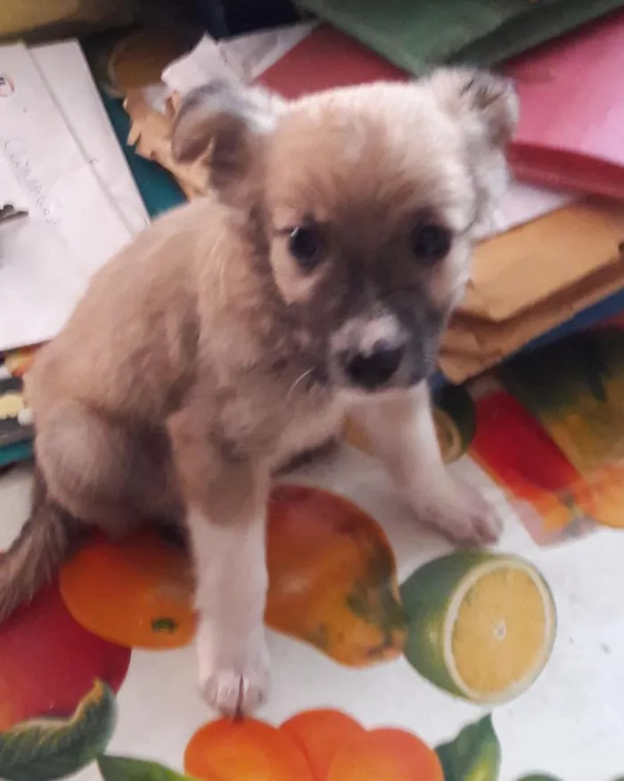 Cachorro raça Virá lata idade 2 a 6 meses nome Sem nome