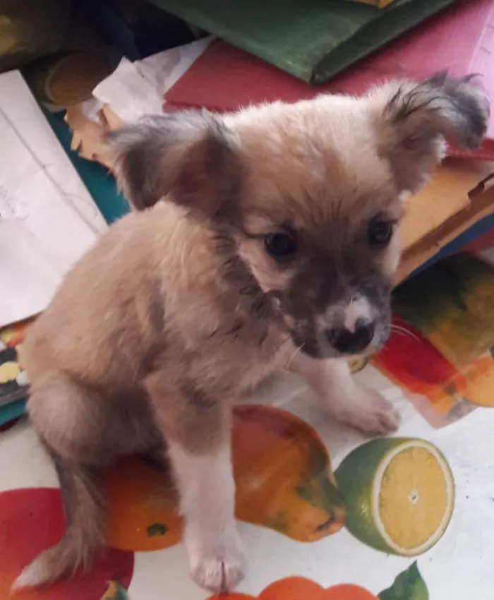 Cachorro raça Virá lata idade 2 a 6 meses nome Sem nome