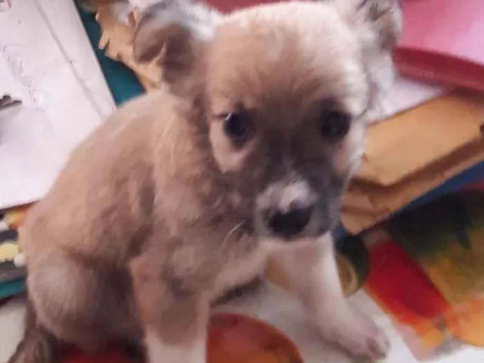 Cachorro raça Virá lata idade 2 a 6 meses nome Sem nome