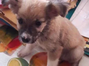 Cachorro raça Virá lata idade 2 a 6 meses nome Sem nome