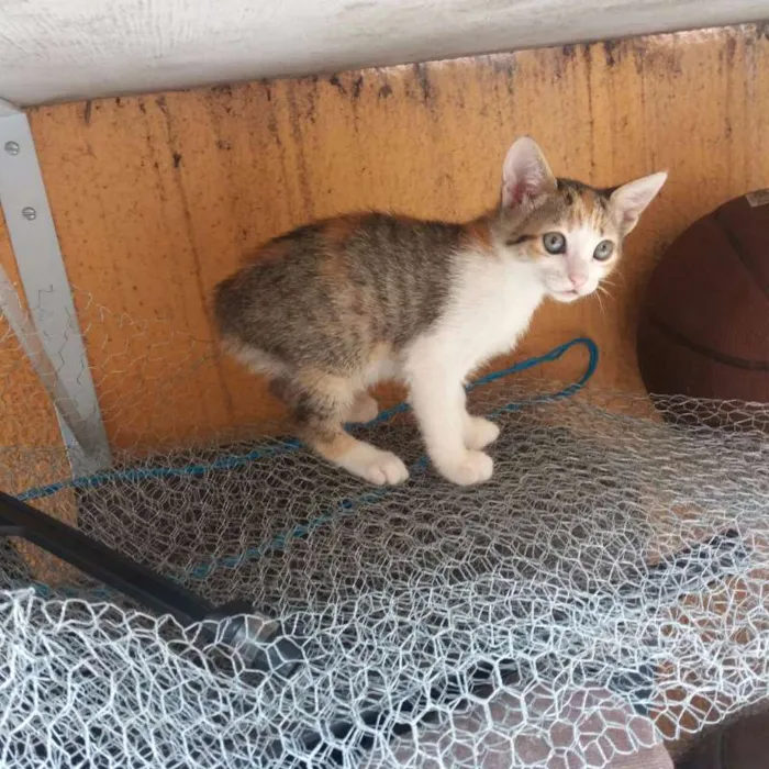 Gato ra a  idade Abaixo de 2 meses nome Mary