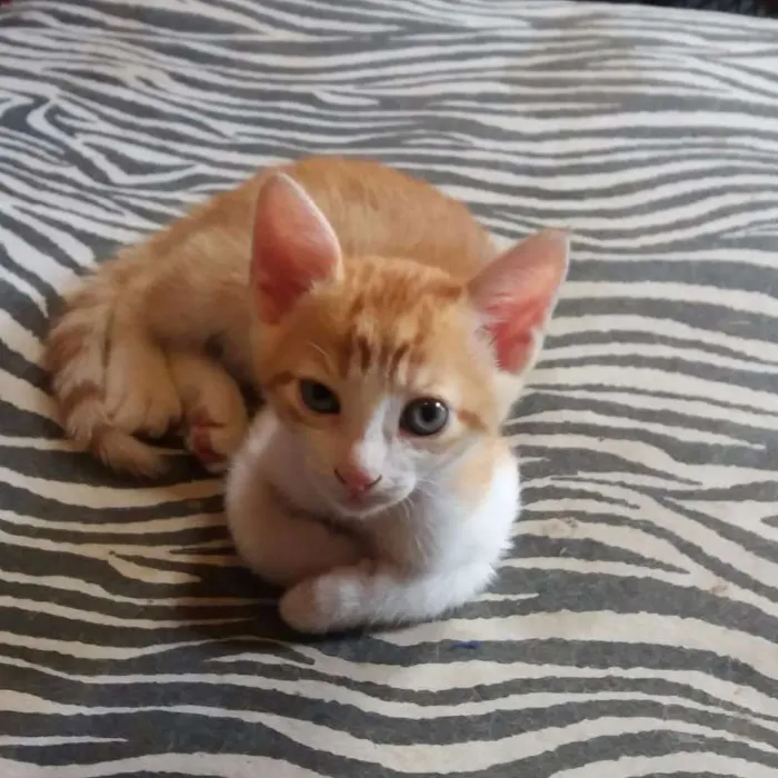 Gato ra a  idade Abaixo de 2 meses nome Félix