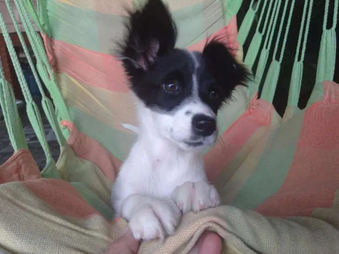 Cachorro ra a Srd idade 2 a 6 meses nome Clarinha