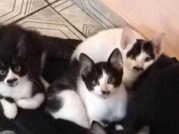Gato ra a  idade 2 a 6 meses nome FIlhotes