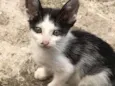 Gatinhos