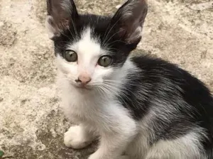 Gato raça Sem raça idade 2 a 6 meses nome Gatinhos
