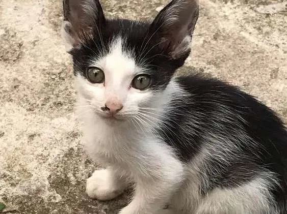 Gato ra a Sem raça idade 2 a 6 meses nome Gatinhos