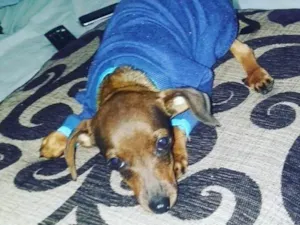 Cachorro raça Pinscher idade 7 a 11 meses nome Rambo