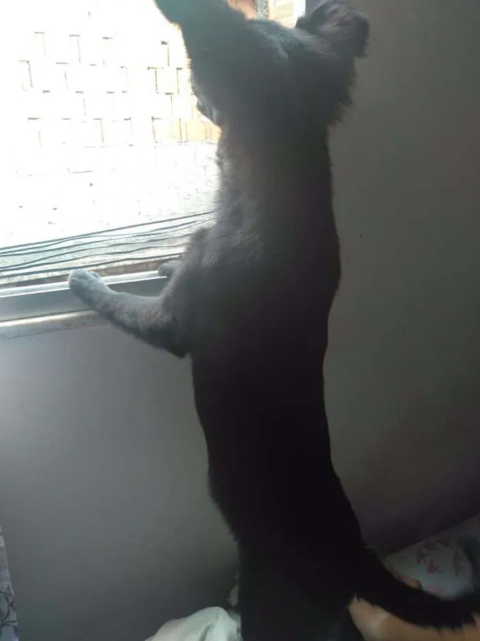 Cachorro ra a Vira lata idade 7 a 11 meses nome Pandora