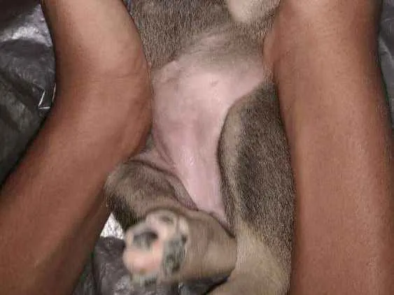 Cachorro ra a Viralata idade Abaixo de 2 meses nome Recém nascido