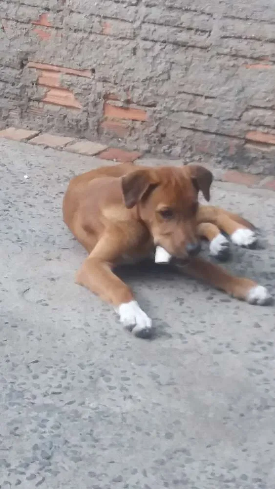 Cachorro ra a Mestiço  idade 2 a 6 meses nome Bob