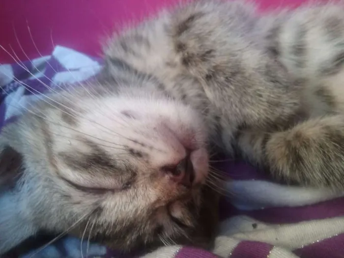 Gato ra a Vira lata idade 2 a 6 meses nome Anastácia 