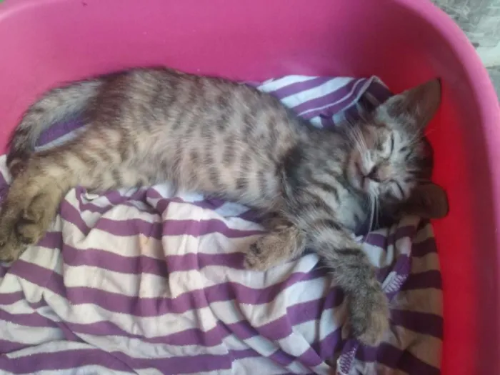 Gato ra a Vira lata idade 2 a 6 meses nome Anastácia 