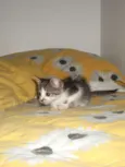 Manchinha