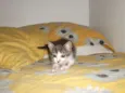Manchinha