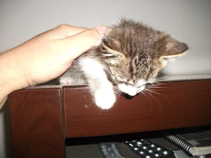 Gato ra a SRD idade Abaixo de 2 meses nome Manchinha