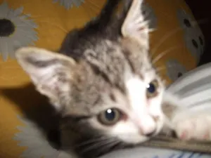 Gato raça SRD idade Abaixo de 2 meses nome Manchinha