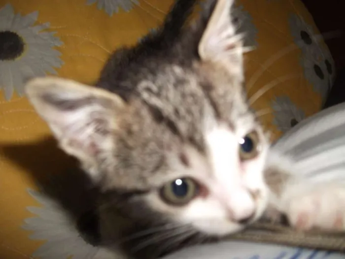 Gato ra a SRD idade Abaixo de 2 meses nome Manchinha
