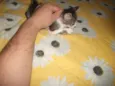 Manchinha