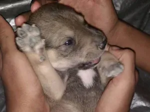 Cachorro raça Viralata idade Abaixo de 2 meses nome Recém nascido