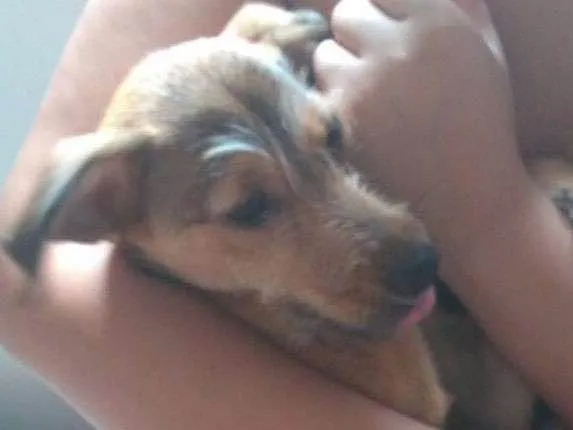 Cachorro ra a Vira lata idade 7 a 11 meses nome Pandora