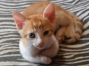 Gato raça  idade Abaixo de 2 meses nome Félix