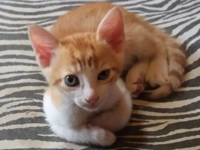 Gato ra a  idade Abaixo de 2 meses nome Félix