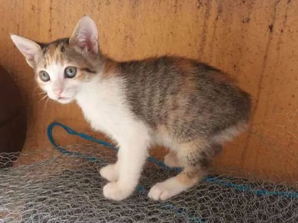 Gato ra a  idade Abaixo de 2 meses nome Mary